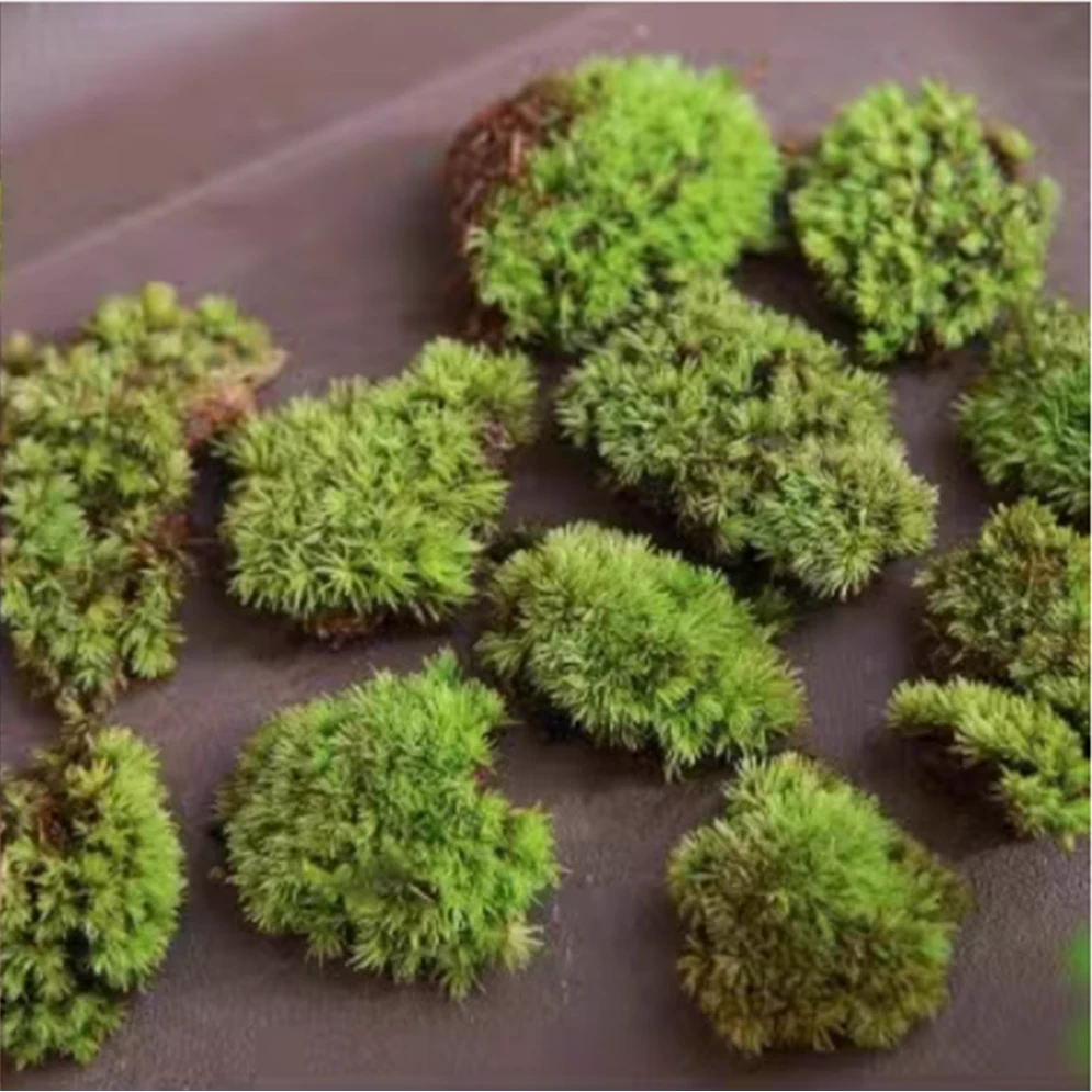 鲜活苔藓一盒绿植造型盆景盆栽造景专用