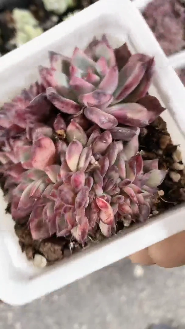 【闪购商品】十方火烈鸟缀化多肉