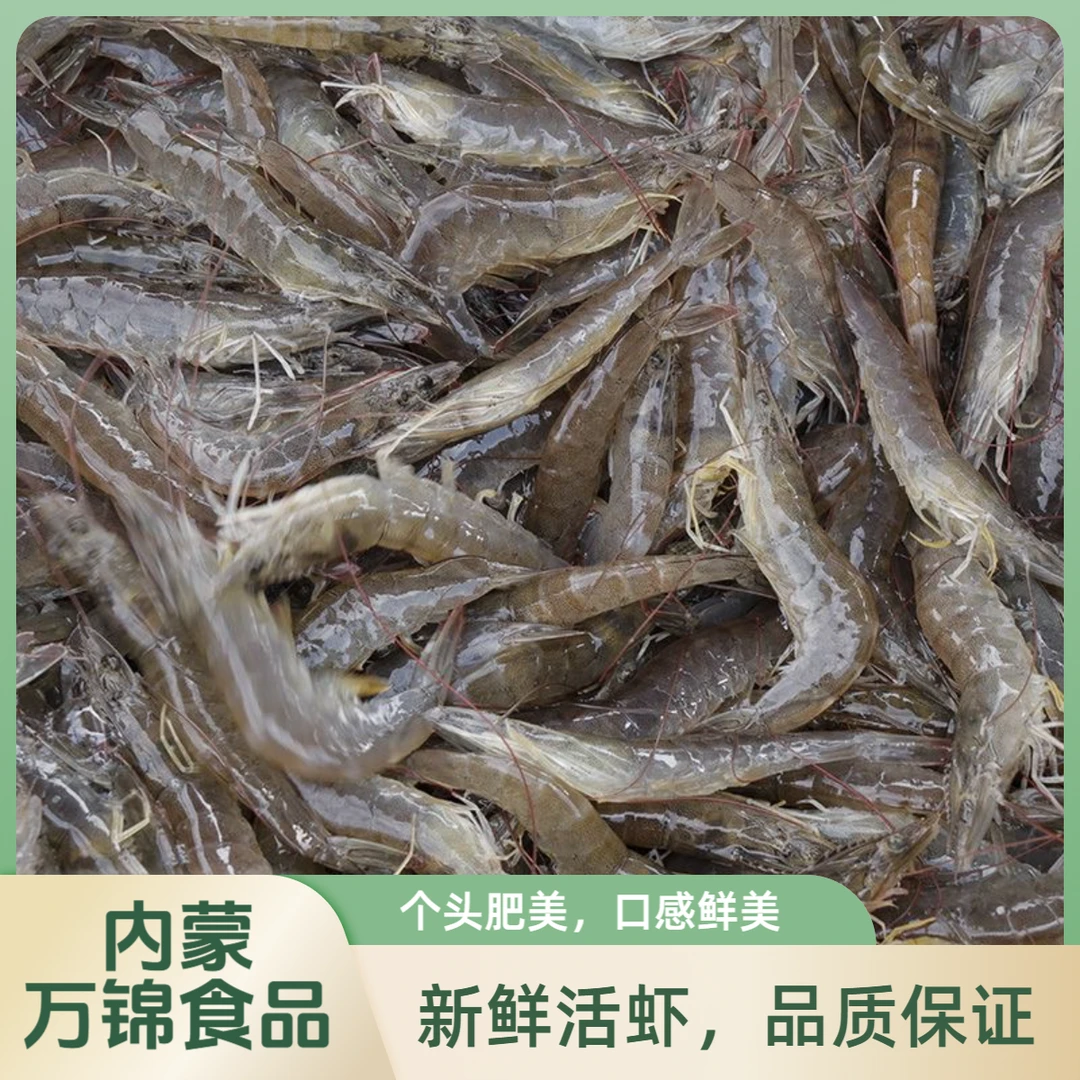 海捕鲜活海白虾 壳薄肉多