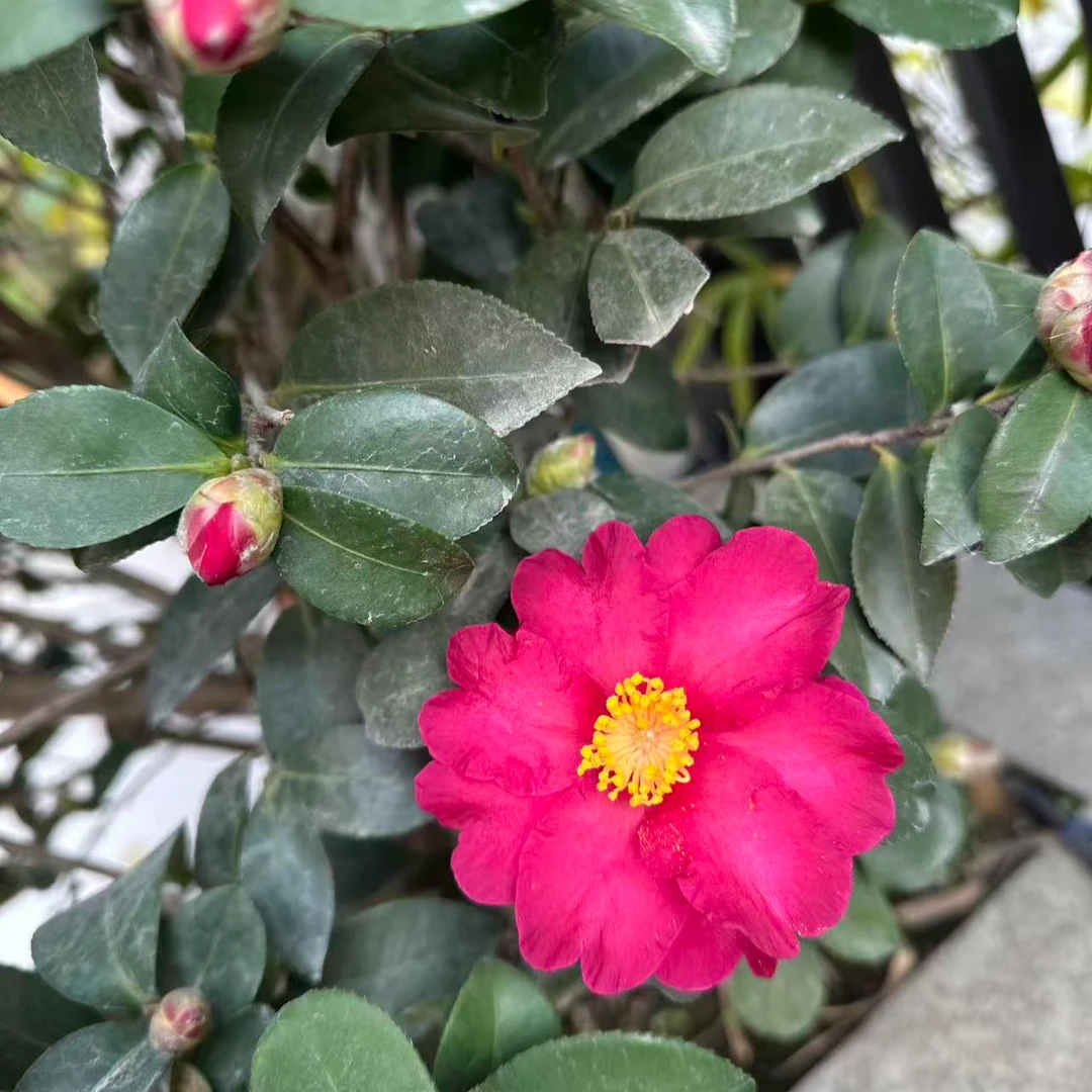 带花苞茶梅盆栽耐寒花苗庭院植物