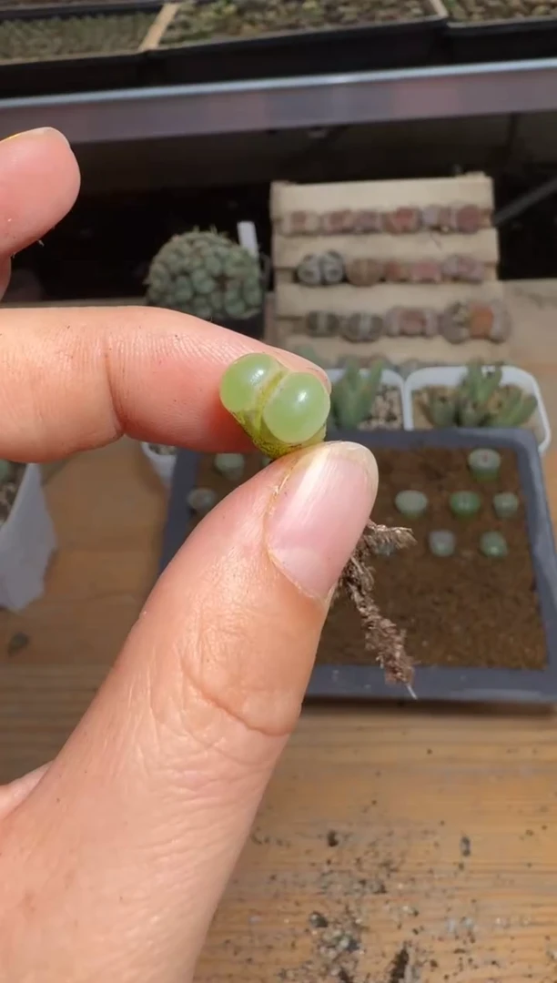 【闪购商品】15-245