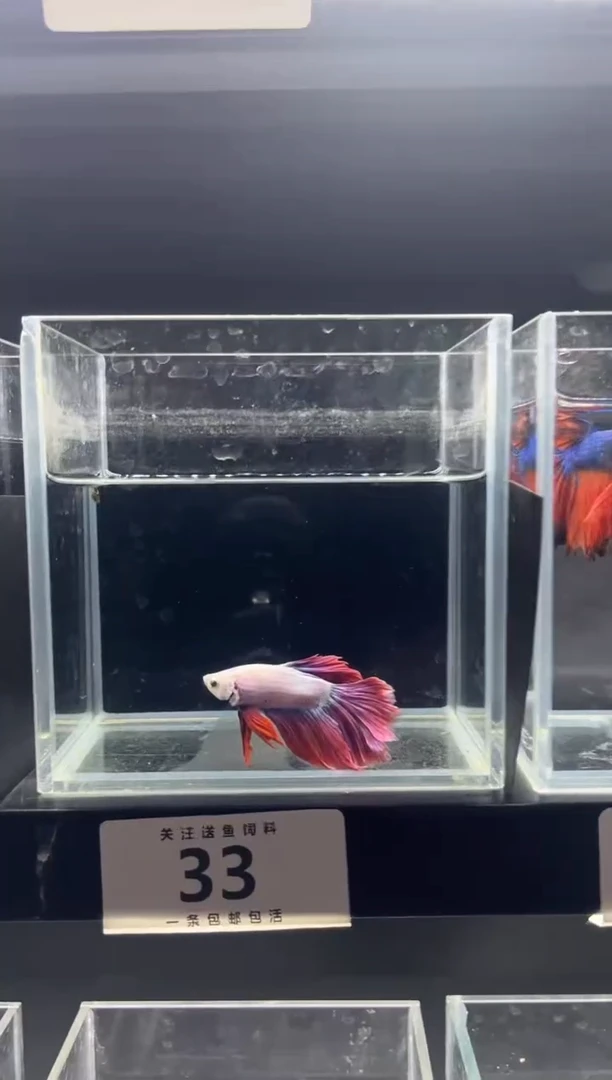海水鱼直播竞拍链接33