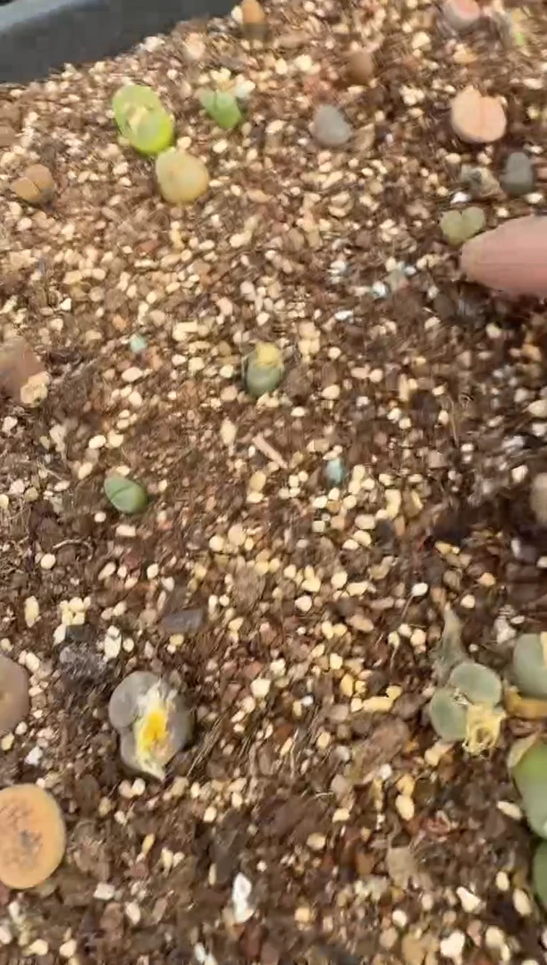 多肉植物肉锥脱土发29-44