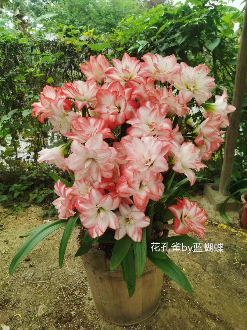 花孔雀朱顶红，球径5～6厘米，请看实物图再拍