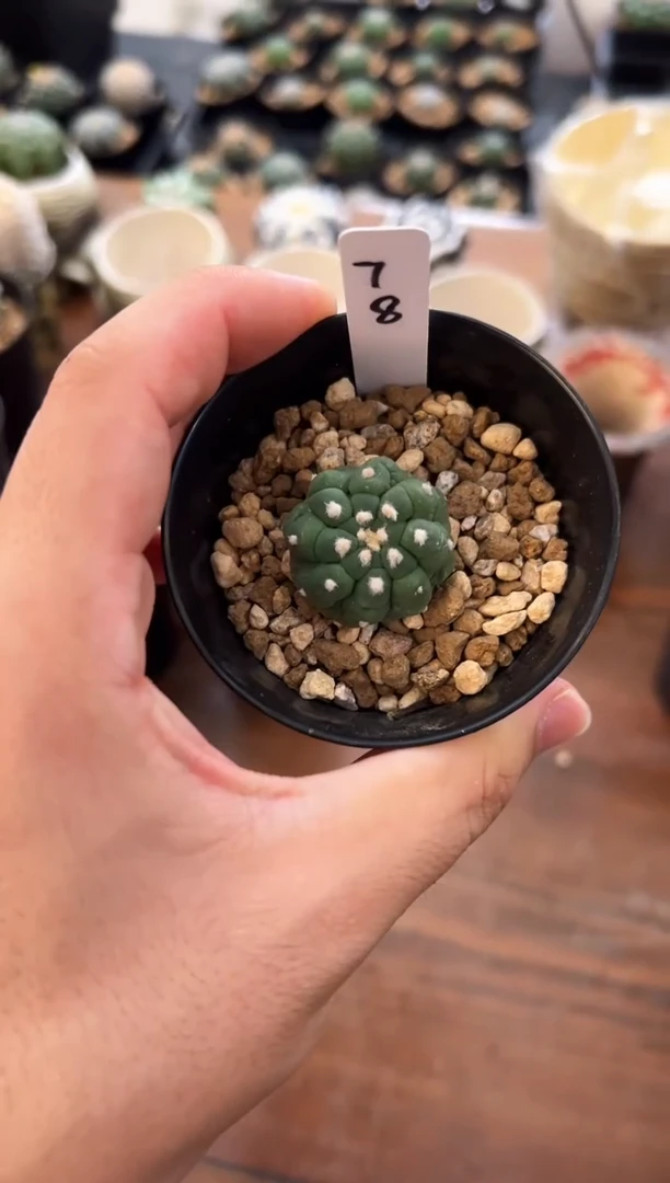 旋转蜥蜴皮悟空编码78