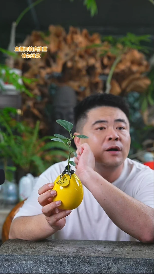 当前无花栽培后可以开花小盼菩提437+