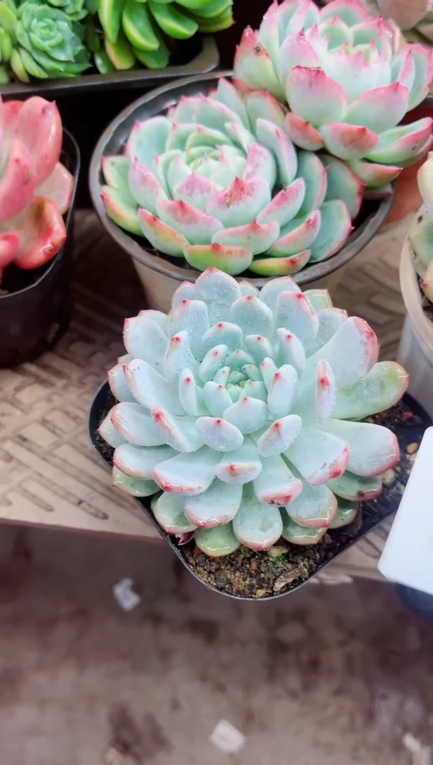 下***乐20010多肉植物一物一拍