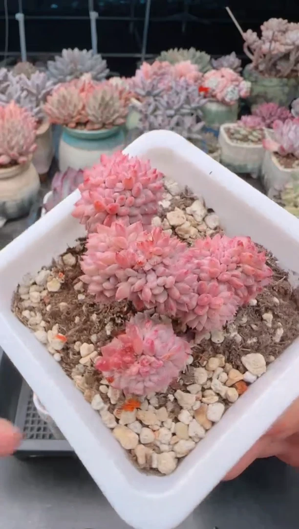 【闪购商品】7258.