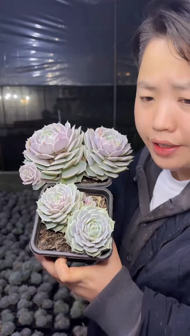 方盆双头露娜连带盆土1大1小 5