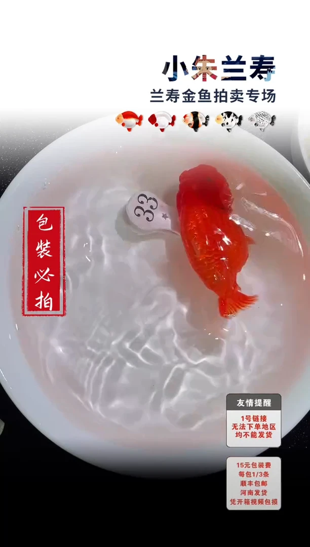 金鱼未拍包装顺丰到付33号
