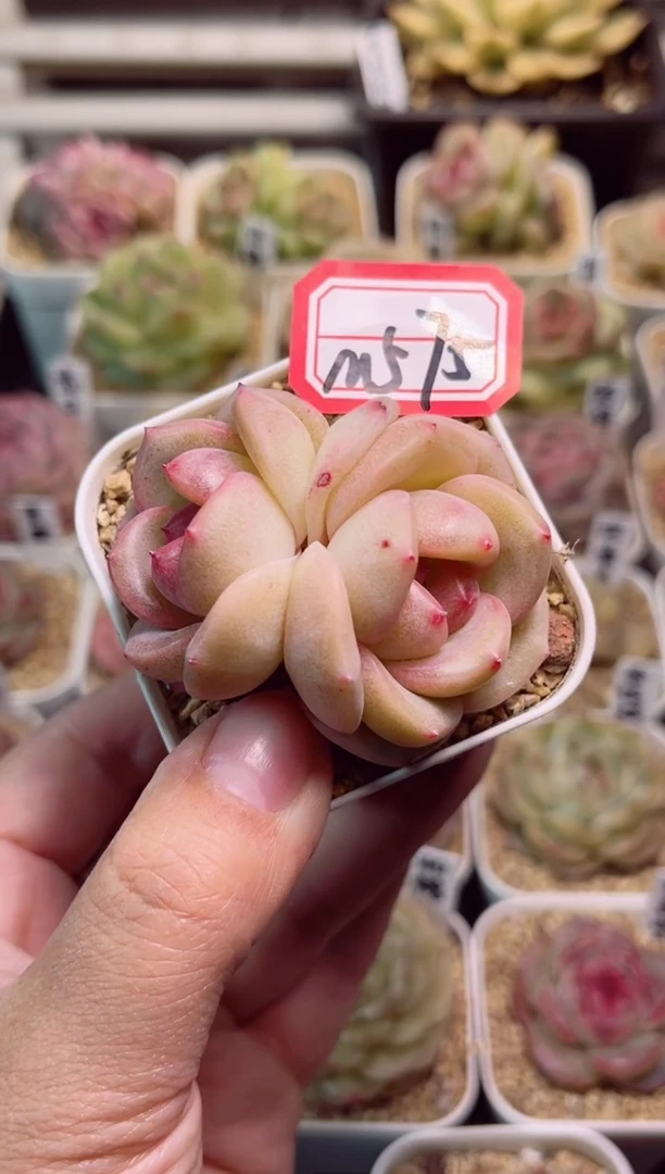 【闪购商品】M575月魄一物一拍