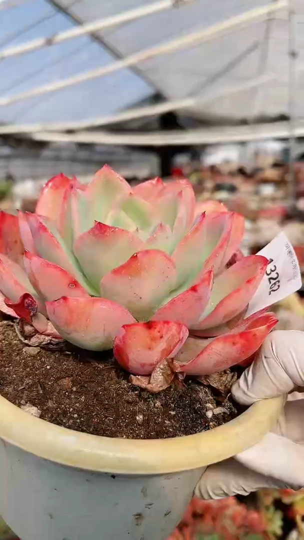 【闪购商品】13262