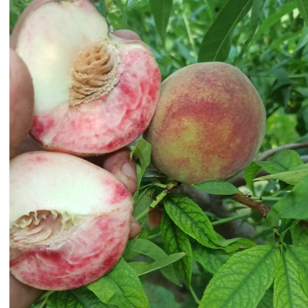 六不用 酵素生态桃-尖尖离核桃（8成熟脆甜，9成软糯香甜）