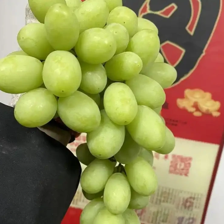 秋甜脆青提 又脆又甜 嘎嘎好吃一斤青提