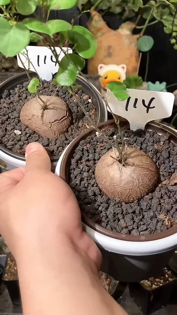 114号1017福利特价南非龟甲龙套餐