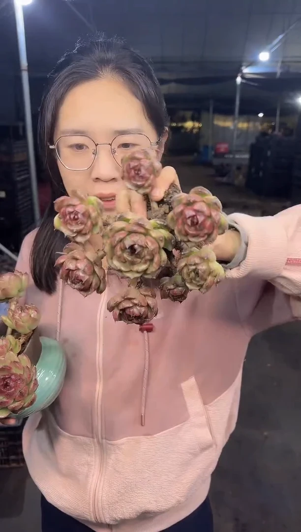 老庄多头黑桃群9.99