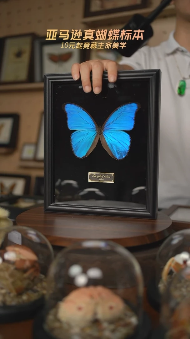 大蓝闪蝶黑绒底版10寸欧式框