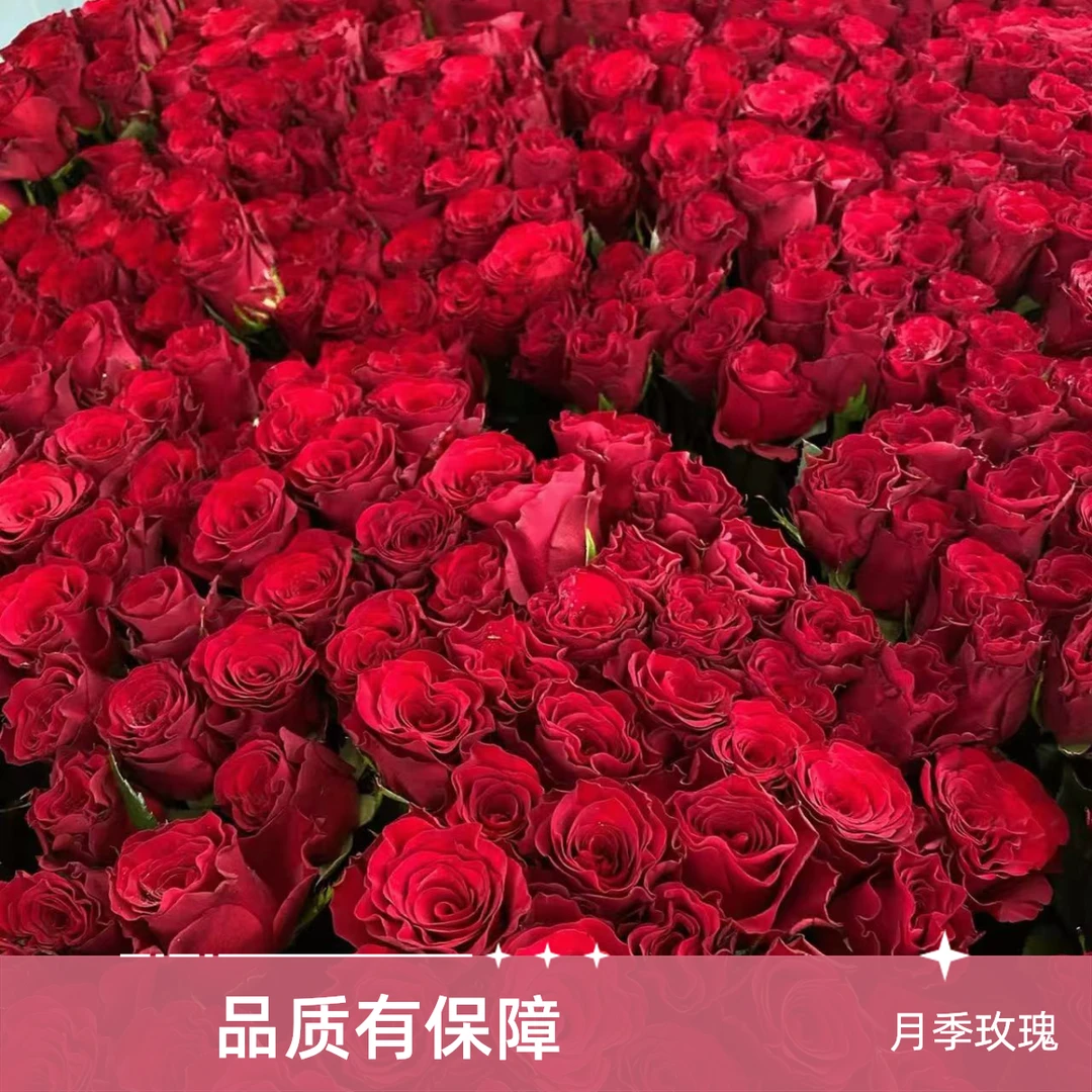 月季玫瑰切花种苗