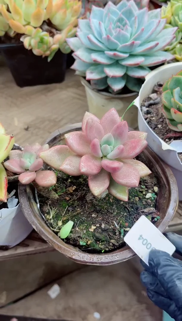坐****出19004多肉植物一物一拍
