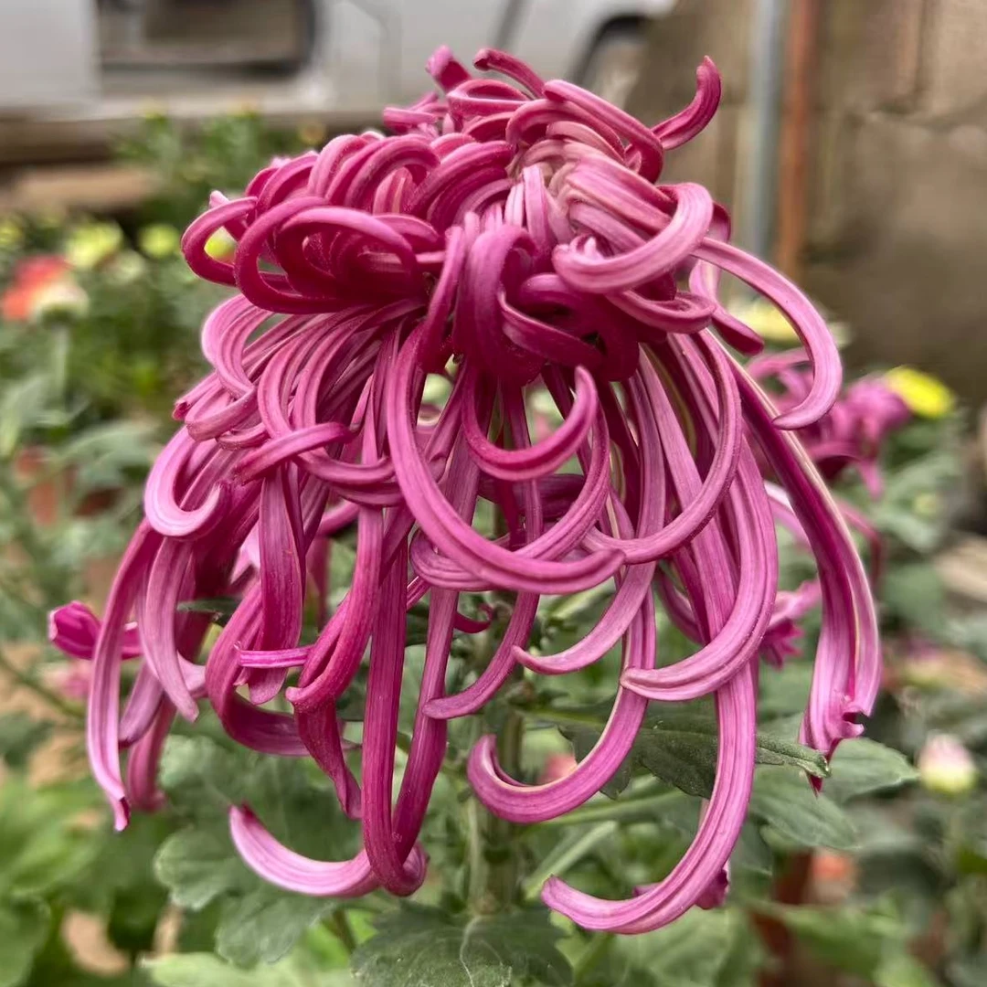 【醉锦】多色菊花盆栽菊花苗耐寒植物开花大菊花带花苞好养