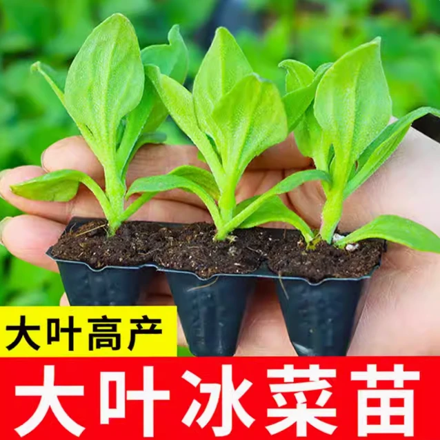 冰菜秧苗大叶水晶冰草苗子含天然植物盐阳台盆栽蔬菜苗