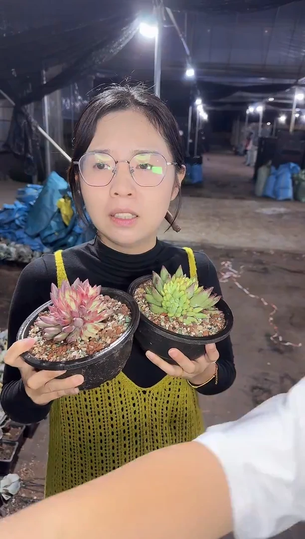 超多崽岩字+超多崽虞美人9.99