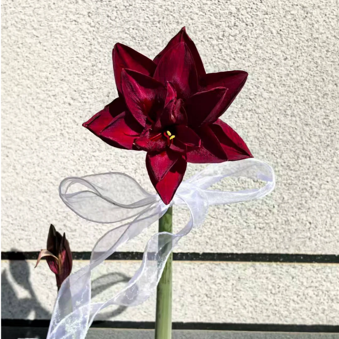 奥朱重黑-朱顶红种球室内栽种阳台盆栽花卉
