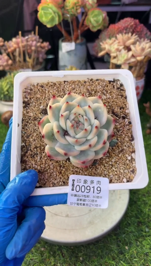 昆明印象多肉00919