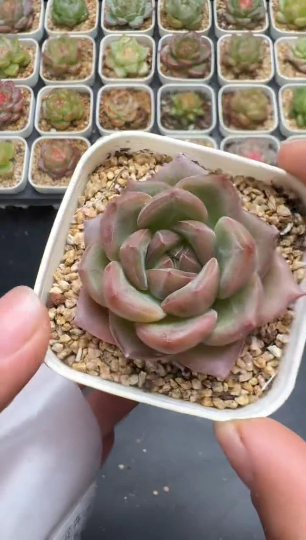 294G云禹多肉植物 脱土纸巾打包 3颗包邮