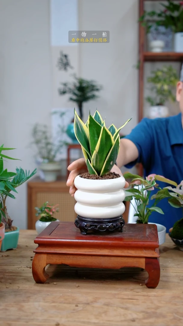 完全开放梨*闪虎皮兰296