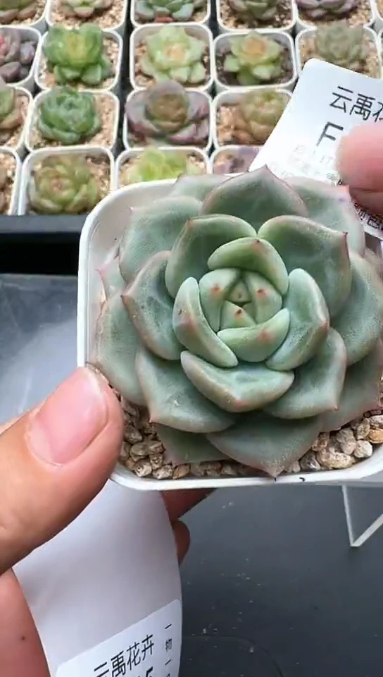 514F云禹多肉植物 默认脱土纸巾打包 3颗包邮