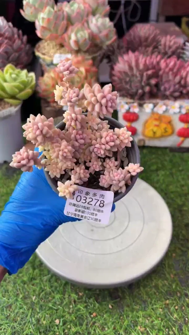 昆明印象多肉03278