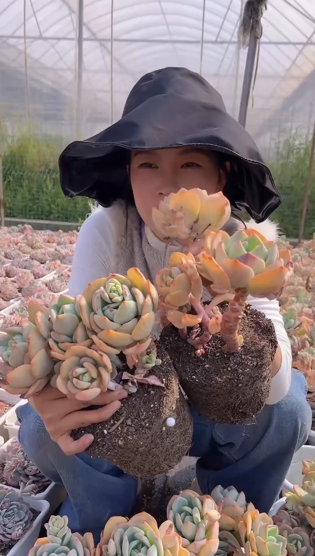 【闪购商品】6-白月光2颗