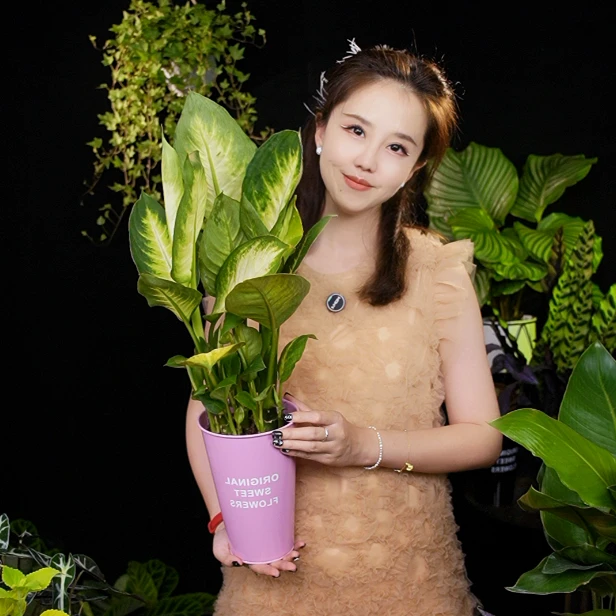 【新品尝鲜】玛丽安万年青   绿植盆栽 好养 耐热