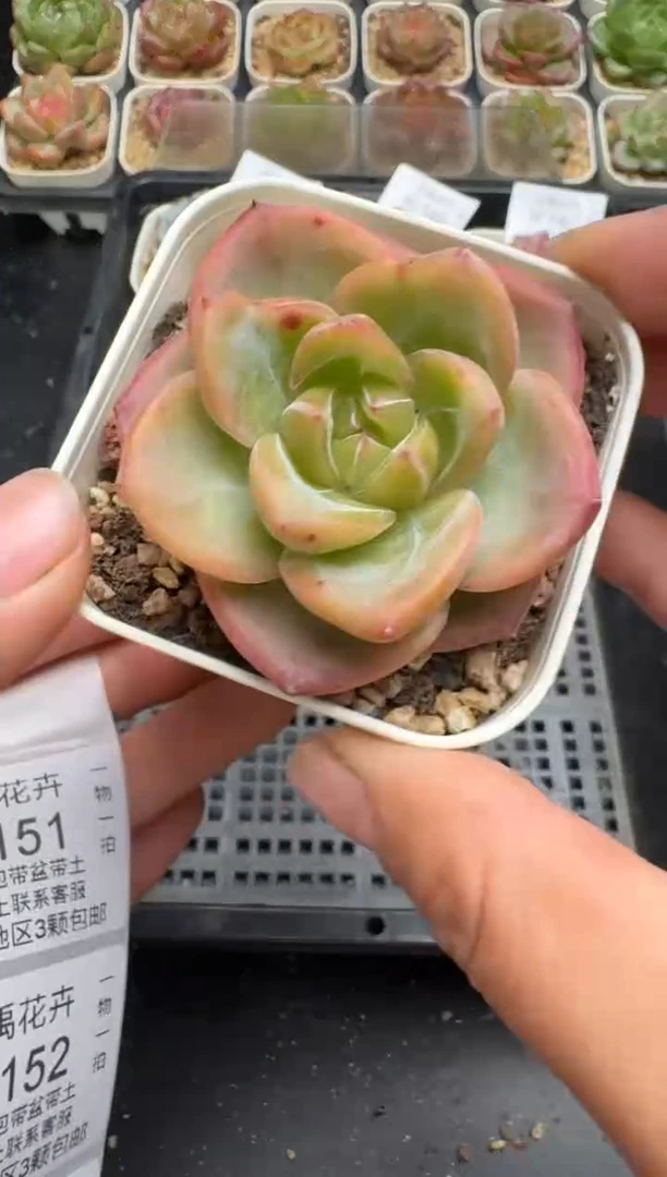 150K云禹多肉植物 带盆土纸巾打包 当天拍3颗包邮