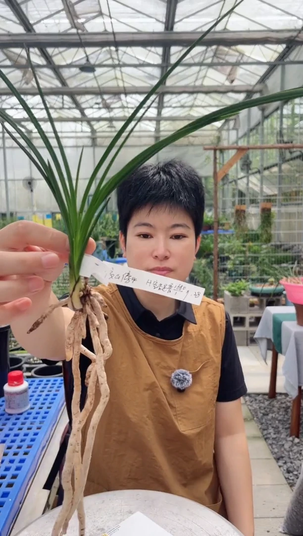当前无花朵，栽培后可花朵依**水空谷足音，，，，依山傍水