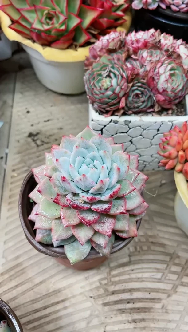 【闪购商品】19057