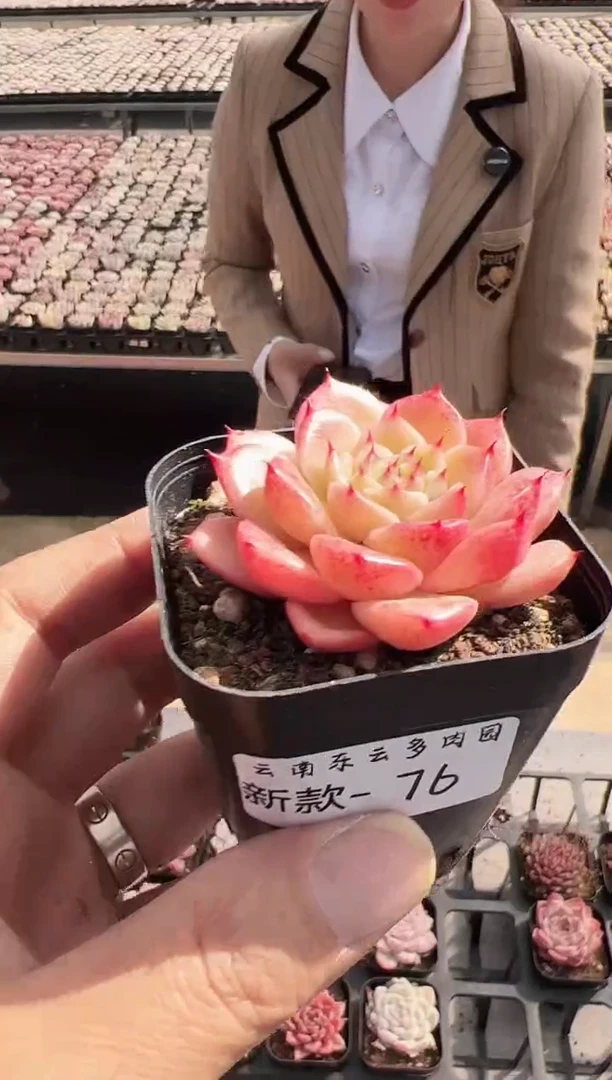 【闪购商品】新款多肉76