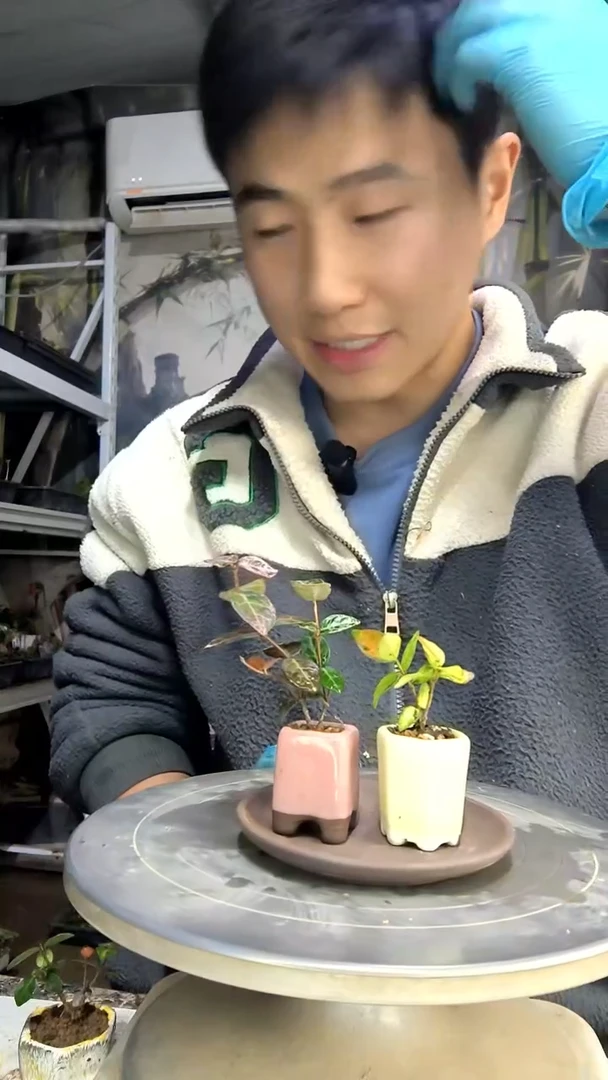 有*讷中青园艺一物一拍花294