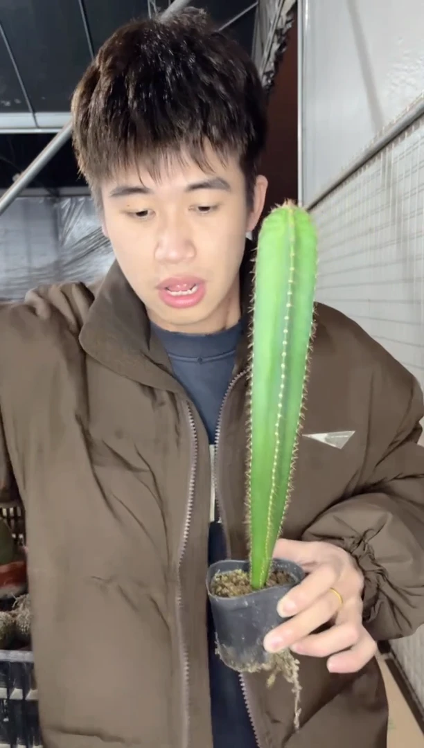 【闪购商品】实生根 秘鲁苹果 高30cm+