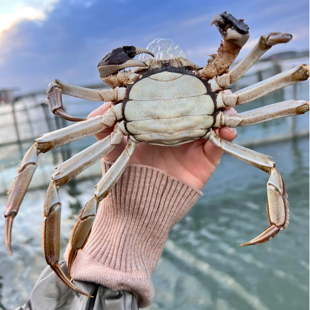 【方青专属】【活蟹】蟹家舫阳澄湖大闸蟹 全母蟹2.5两8只/10只装塘养