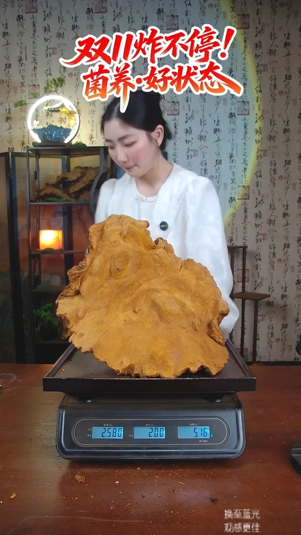 松针层孔菌中国大陆F***a【藏区 野生】松树桑黄（5.16斤）60-70年份