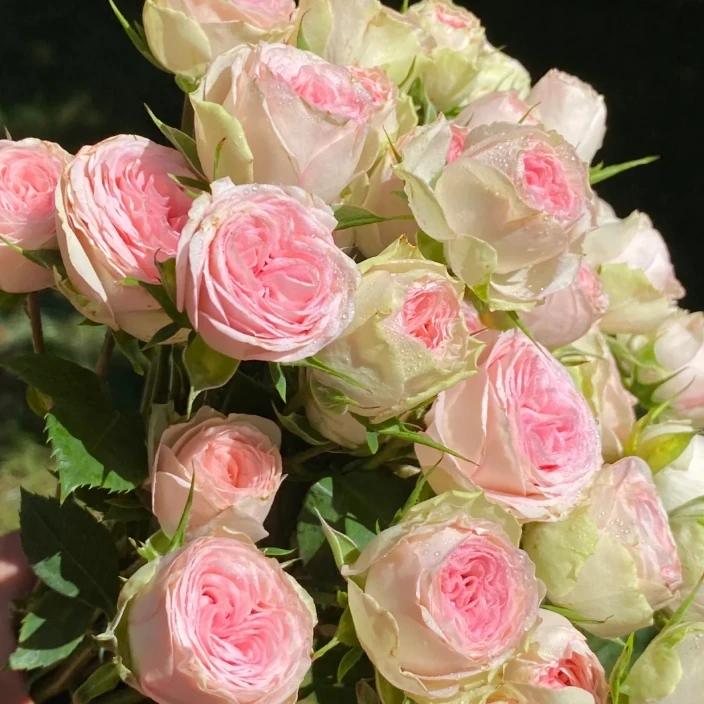 【今喜花舍】（多头）宝贝凯蒂 一单顺丰冷链包邮