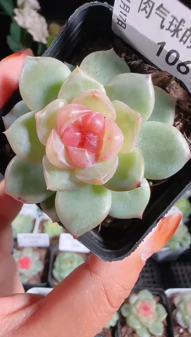 1117-106bl-4群生不包整