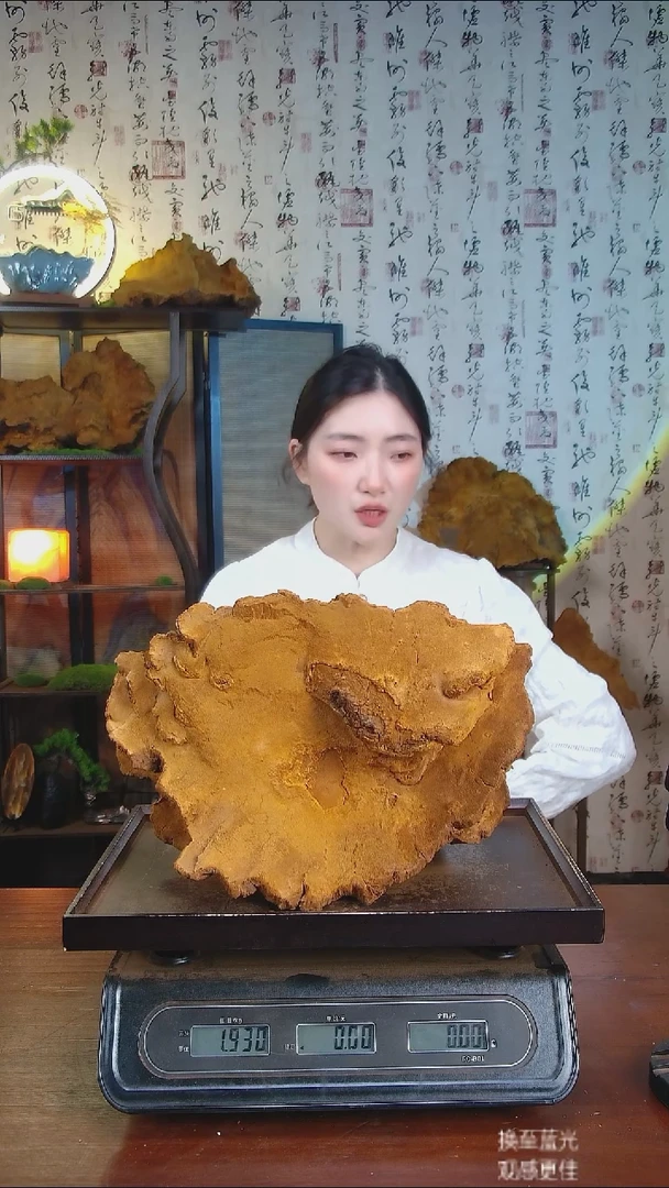 松针层孔菌中国大陆【藏区 野生】松树桑黄（3.86斤）40-50年份