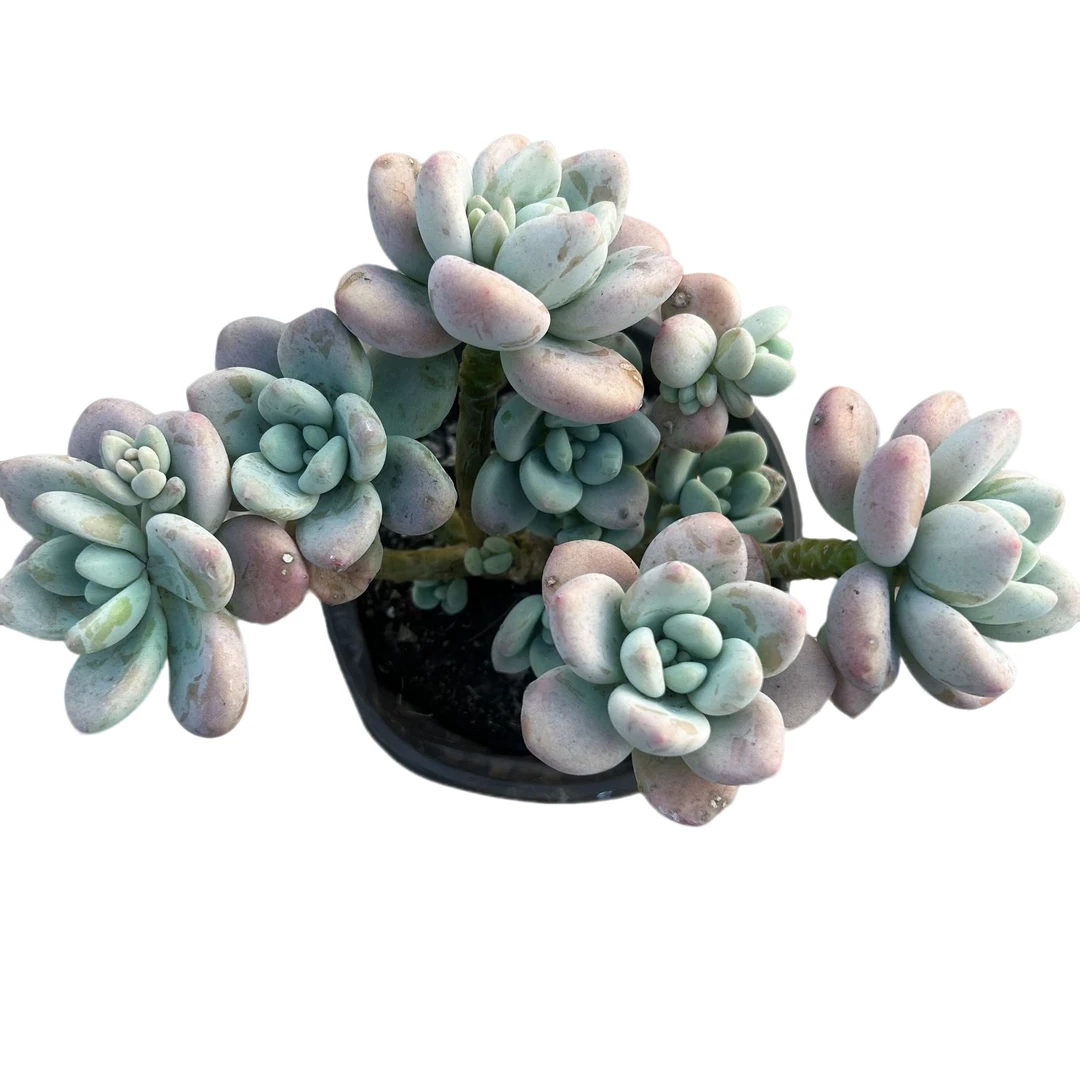 120#红洛神脱土 多肉植物室内绿植净化空气