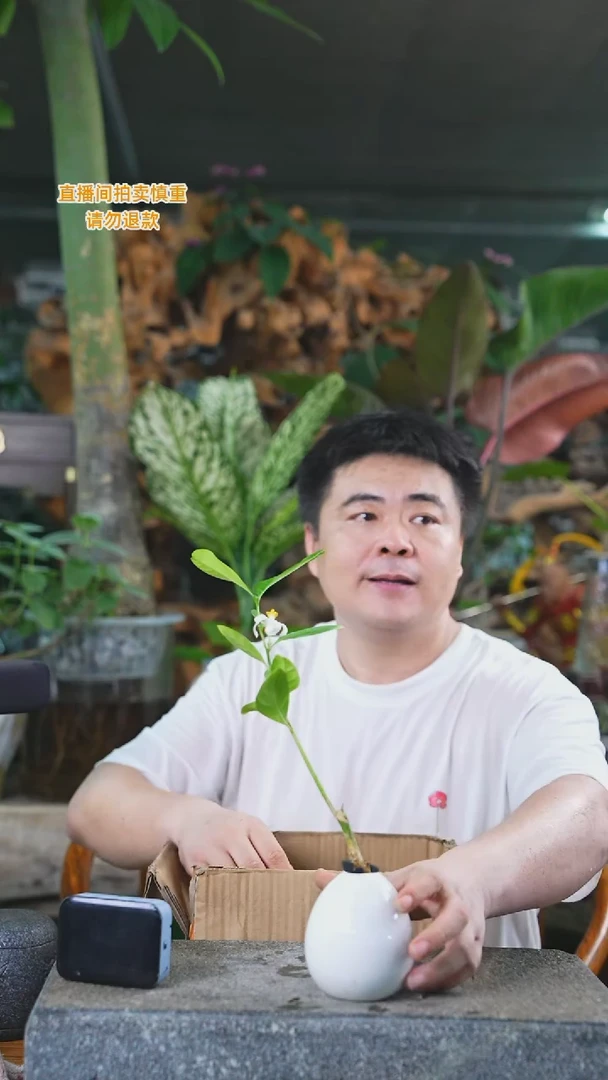 当前无花栽培后可以开花香水柠檬258T