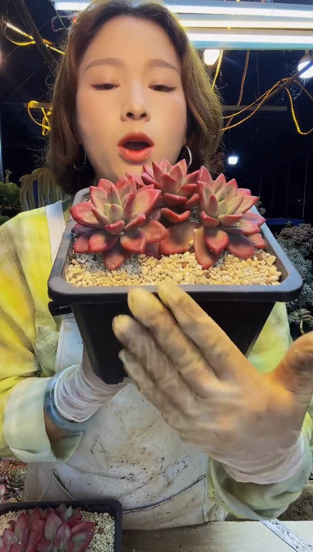 赫菲斯托脱土包邮