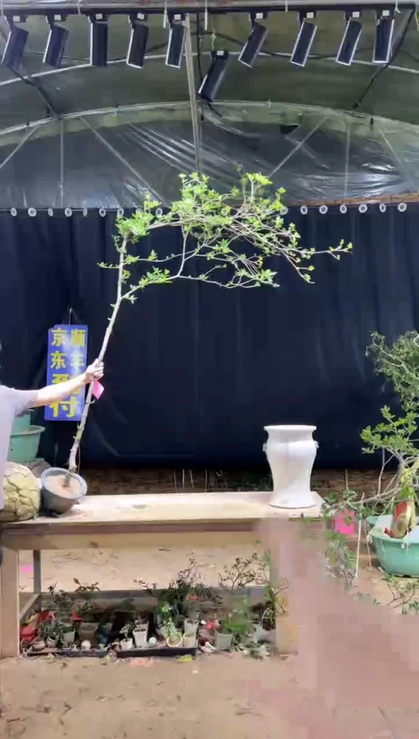 当前无花栽培后可以开花灵****书海岛栀子花