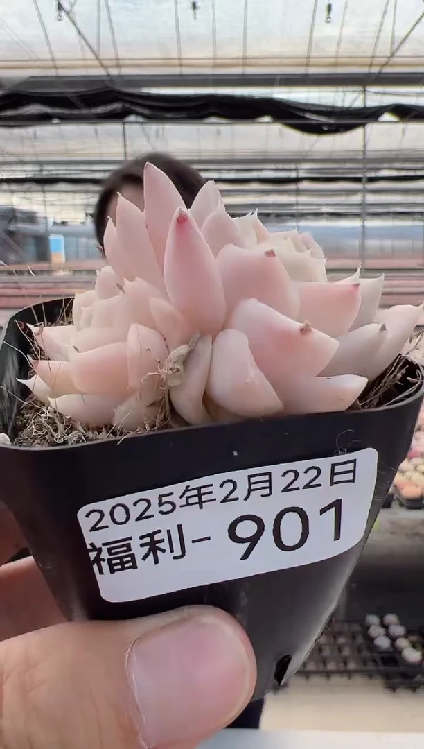 【闪购商品】福利多肉-901